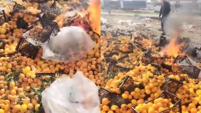 چوار تۆن لیمۆی ترش سوتێنرا 