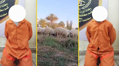 سارقا مواشي الضلوعية يسقطان بيد الأمن (صور)