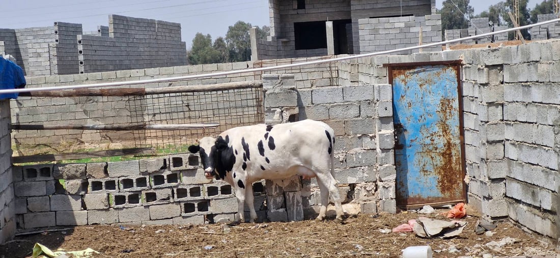 مۆڵه‌تى 24 كاتژمێر دراوه‌ته‌ خاوه‌ن ئاژه‌ڵه‌كانى قه‌زاى دوبز ئاژه‌ڵ له‌ گه‌وڕه‌كانیان نه‌هێڵن
