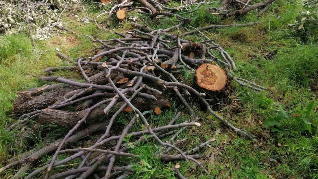 لە سلێمانى نزیکەى 1000 دارى سروشتى لەناوبراون