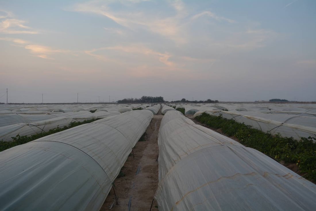 طماطة الزبير الأشهى والأكثر خسارة في العراق.. قائمة بالديون والنفقات (صور)