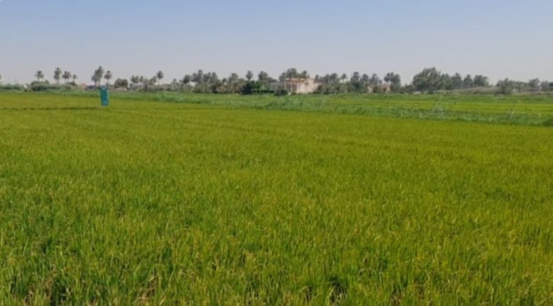Muthanna farmers maintain amber rice cultivation amid water shortages