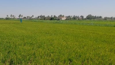Muthanna farmers maintain amber rice cultivation amid water shortages