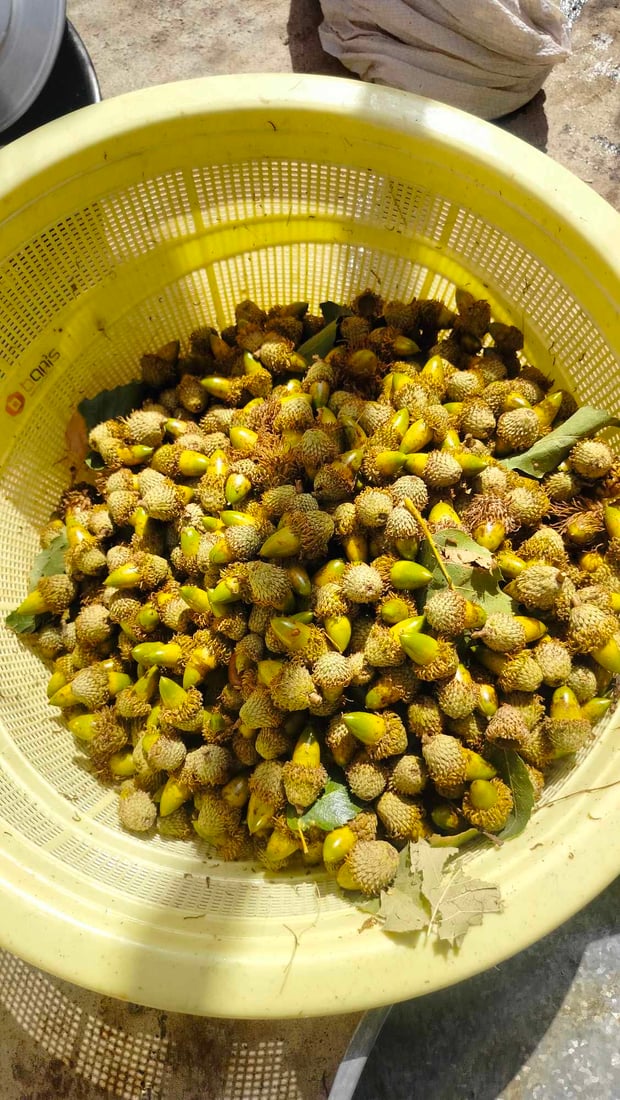 لە پێنجوێن بۆ دۆشاوی شۆکە چەندین دار بڕاونەتەوە