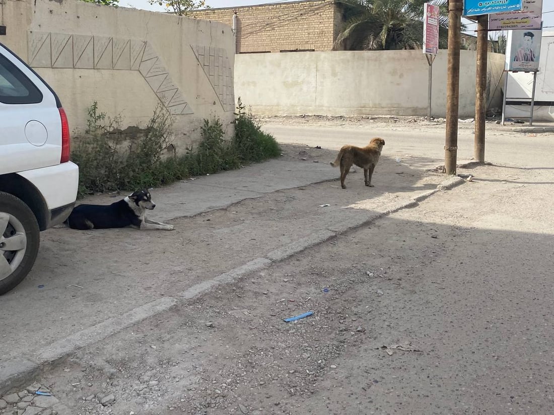 الناصرية ستقتل الكلاب أيضاً مثل الديوانية ولن تطبق تجارب بغداد وكركوك ودهوك