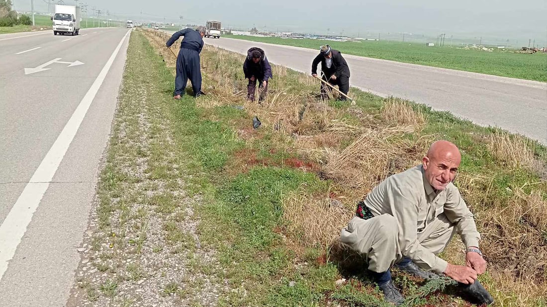 ئەو درەختانەی ئاژەڵ خواردوونی شارەوانی دیسان دەچێنێتەوە
