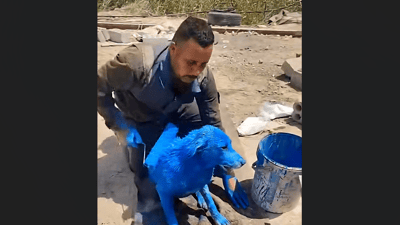 Man arrested in Basra after viral TikTok video shows dog painted blue