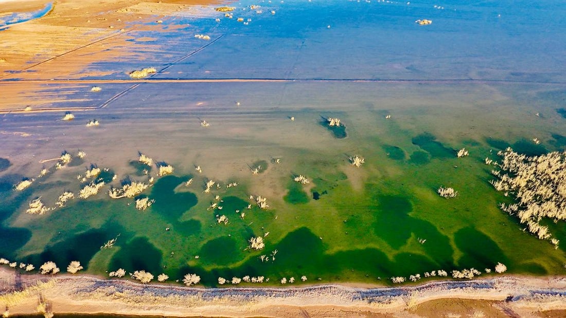 صور: الطيور المهاجرة تعود لبحيرة حمرين بعد الأمطار الغزيرة