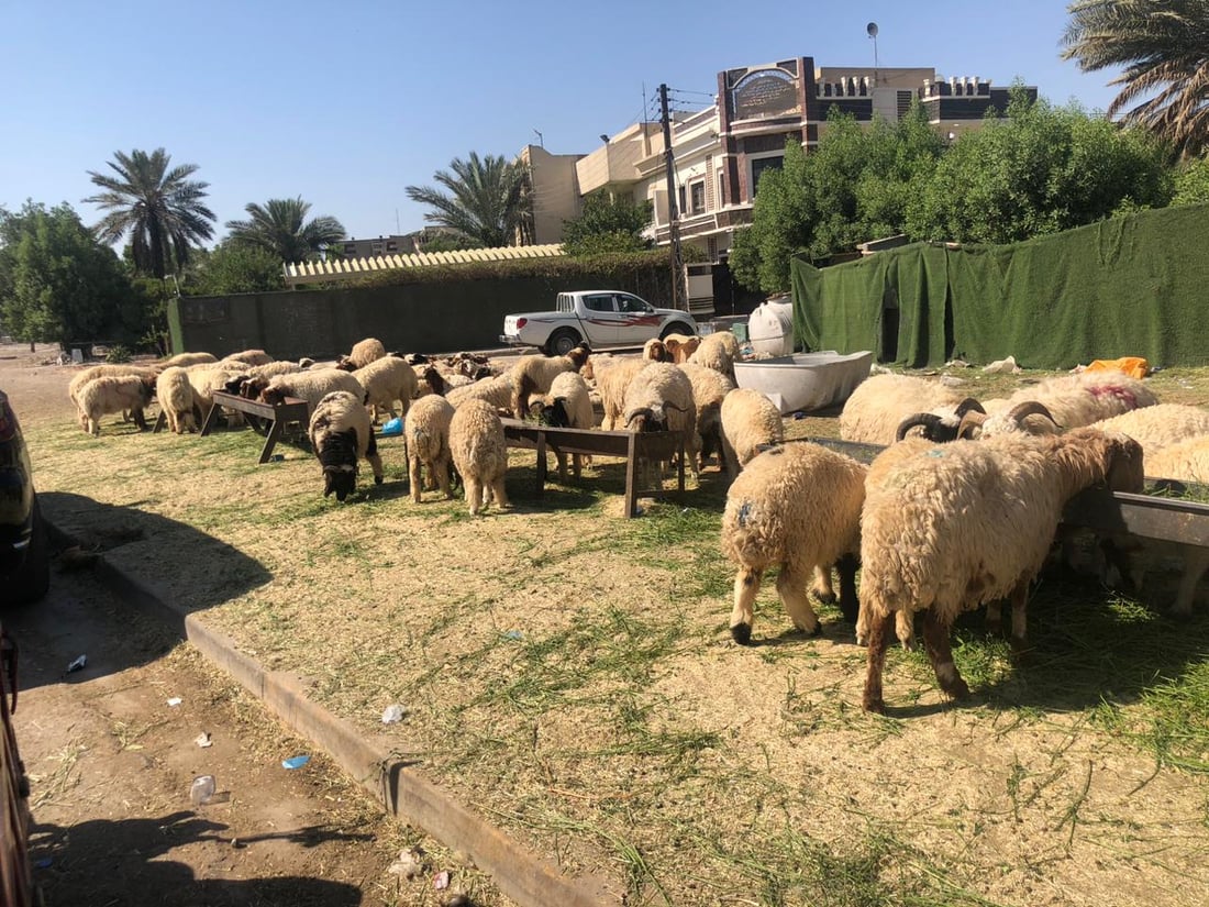 الحمى النزفية “وشيكة” في حي العامل.. مجزرة أضاحي كبرى على الخط السريع (صور)