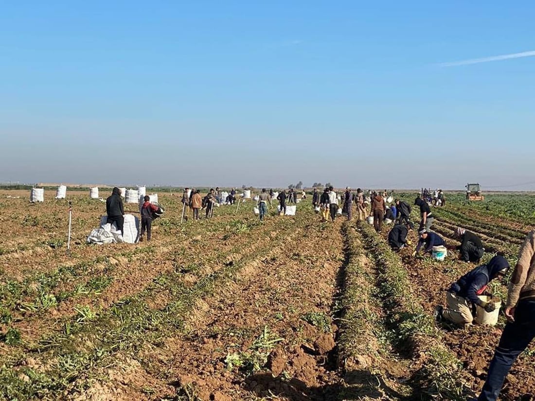 صور: موسم مبشر والإنتاج سيتضاعف أكثر.. ديالى تحصد بطاطا “أريزونا” و”ليدي روزيتا”