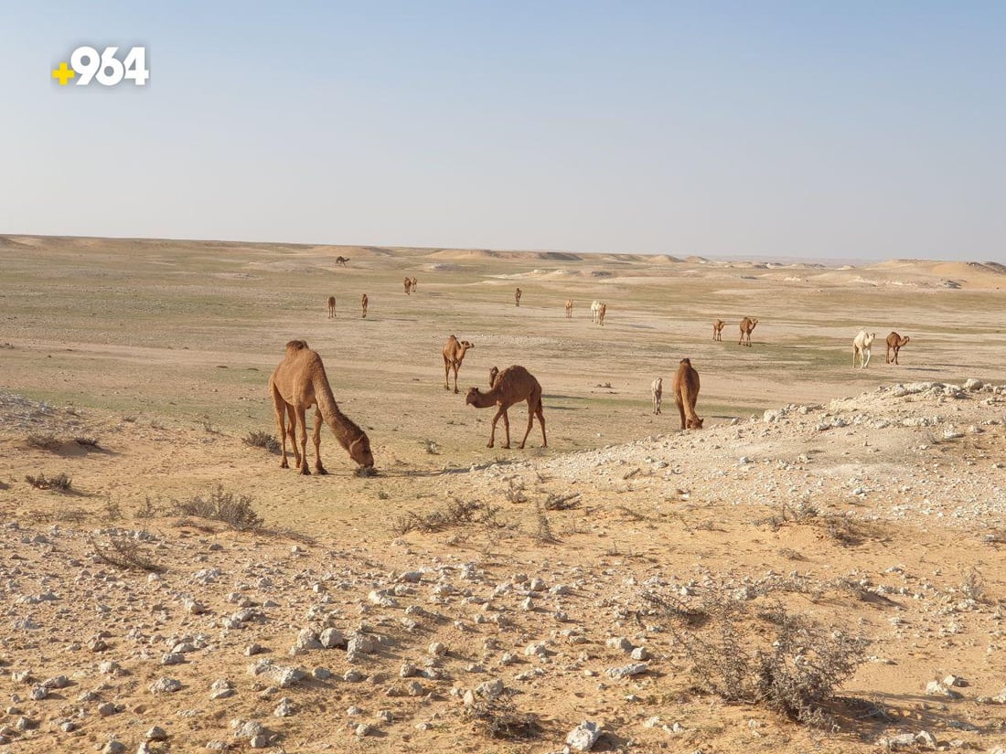 عرض الإبل مع الأغنام إهانة.. بدو المثنى يريدون مزاداً “للجودية” وسعرها 60 مليوناً