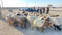 رسالة من باعة الأضاحي للعيداني: افتح سيطرات البصرة أما...