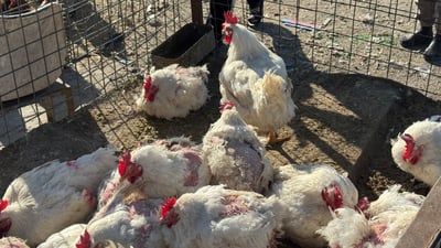 مریشکی سپی و سوور گران بوون