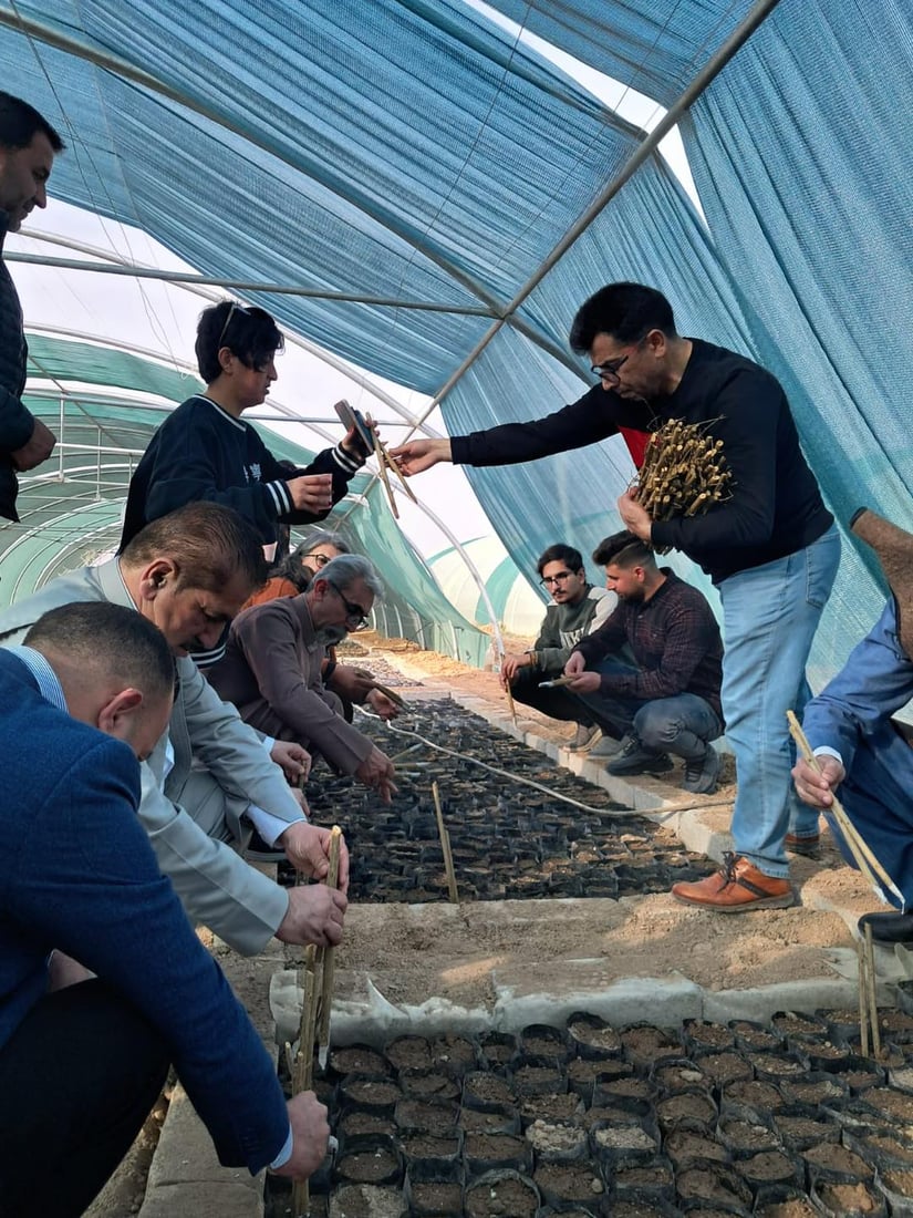 5000 قه‌ڵه‌مه‌ هه‌ناره‌كه‌ى هه‌ڵه‌بجه‌ به‌سه‌ر جوتیارانى شنگال دابه‌ش ده‌كرێت