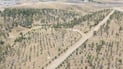 Neglect and lack of irrigation push Kalar’s Hazhar Forest toward deterioration
