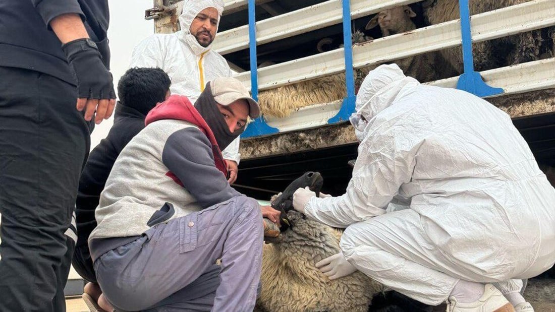 منفذ طريبيل الحدودي يشدد الإجراءات على دخول المواشي للوقاية من الأوبئة