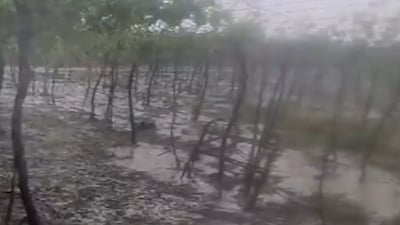 Hailstorm damages crop in agricultural Duhok village