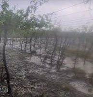 Hailstorm damages crop in agricultural Duhok village