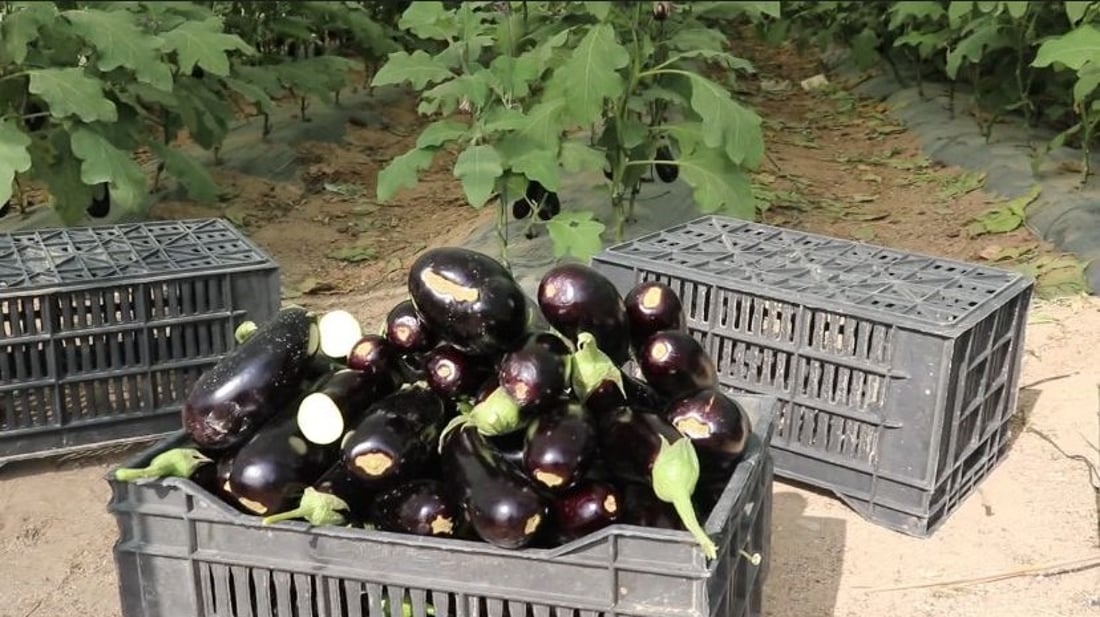 الزبير تسقي باذنجان برشلونة وهولندا بالتنقيط.. والمحصول وفير