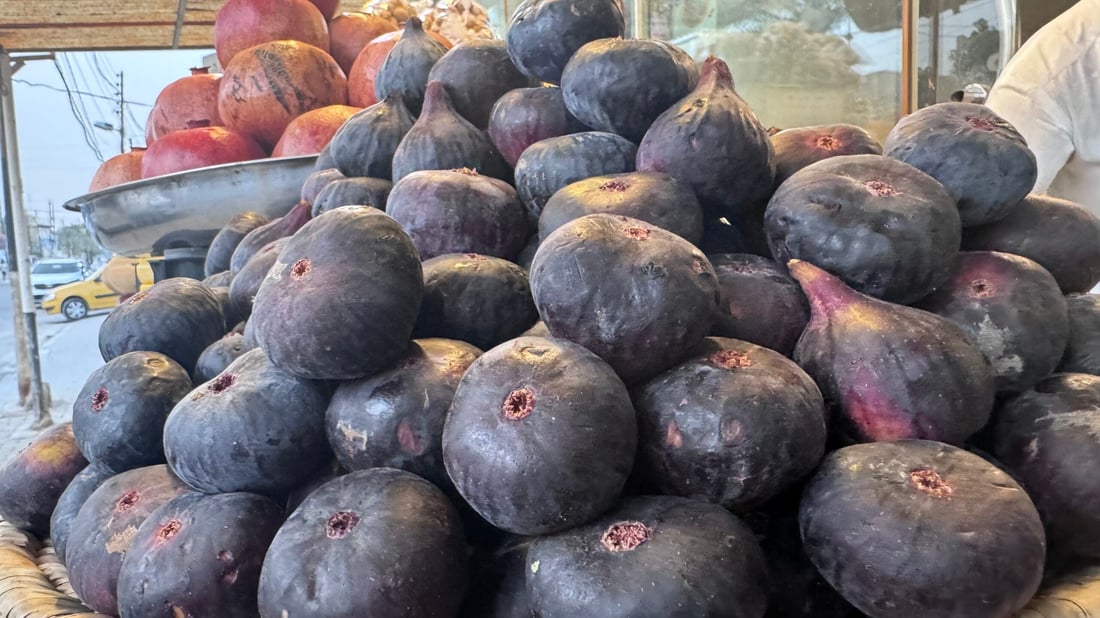 تين بغداد نضج مبكراً ووصل إلى المشخاب لكن محصول المحاجير أرخص (صور)