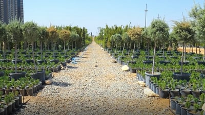 نەمامگەیەکی گەورە دەکرێتەوە