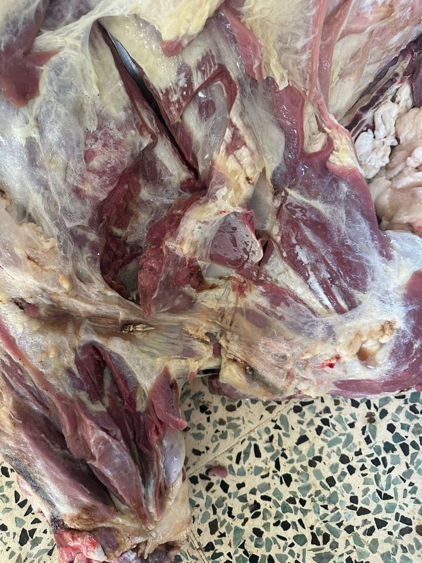 کوشتارگەکەی شارەزوور هەزار و 284 سی و جگەری لەناوبردووە