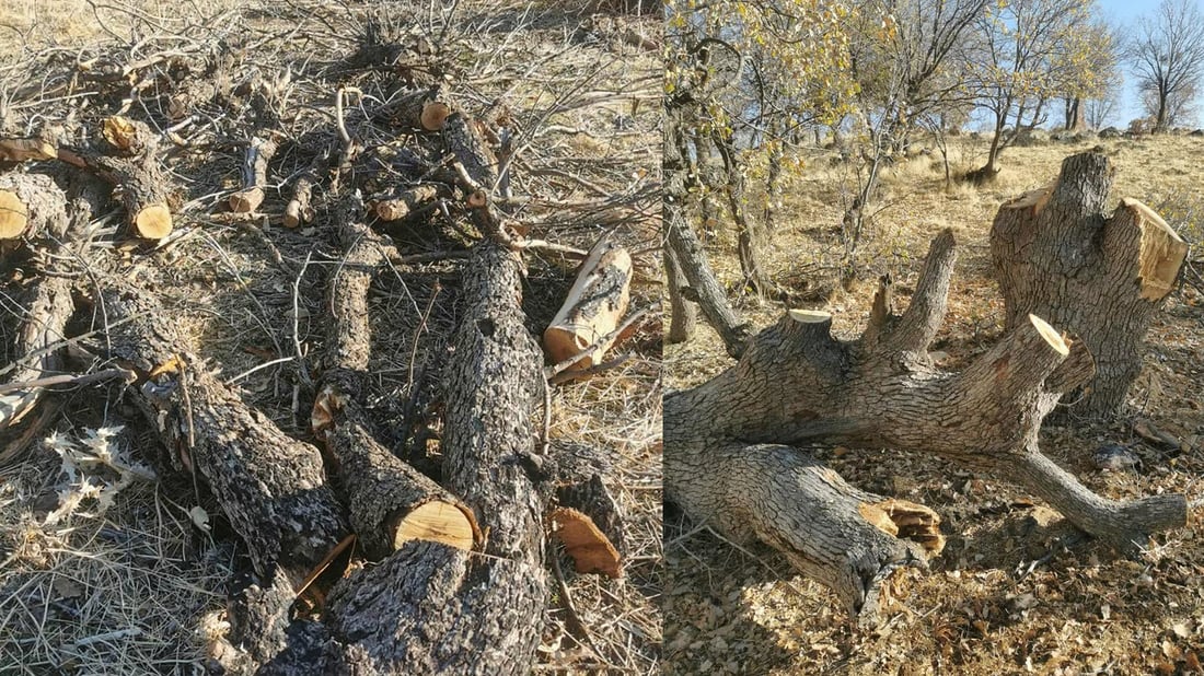 لەسەر داربڕین لە عەربەت دوو داربڕ و لە خەلەکان دانەیەکی تر دەستگیر کران
