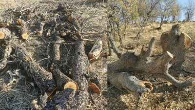 لەسەر داربڕین لە عەربەت دوو داربڕ و لە خەلەکان دانەیەکی تر دەستگیر کران