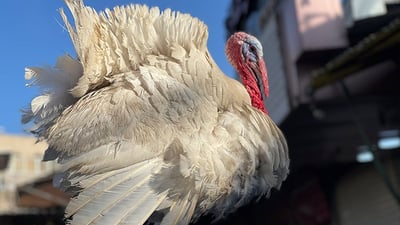 نەریتی خواردنی قەل لەبەیانی یەکەم رۆژی جەژن بازاڕی فرۆشتنی گەرمکردووە