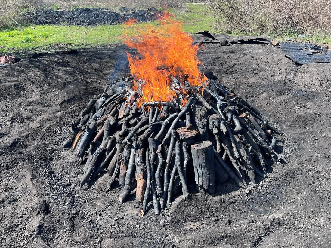 60 داربەڕووی باڵابەرز بڕدرانەوە و کەسێکیش بەتۆمەتی خەڵوزکردن دەستگیرکرا
