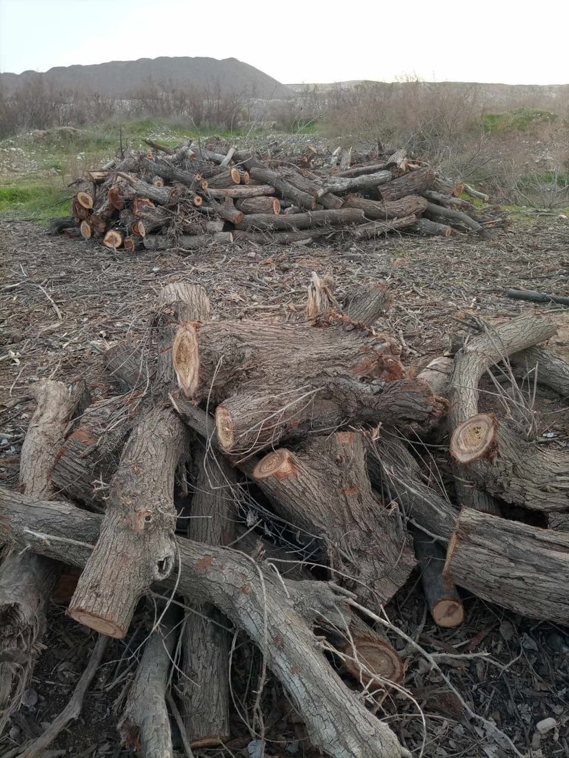 دوو کەس لەسەر بڕینەوەی دارەکانی ناوچەی داودە دەستگیر کران