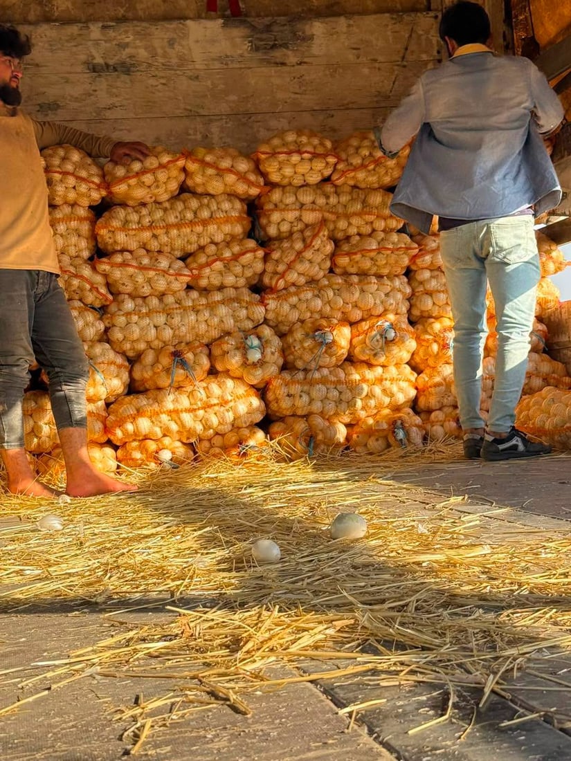 بەردەڕەش هەر پەتاتەکەی بەناوبانگ نییە پیازە سپییەکەشی داواکاری لەسەرە