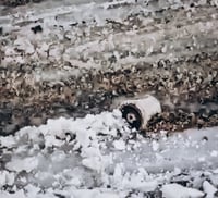 بەمشەوە ئەو مینەی سەر رێگای چەند گوندێکی پێنجوێنی گرتب...