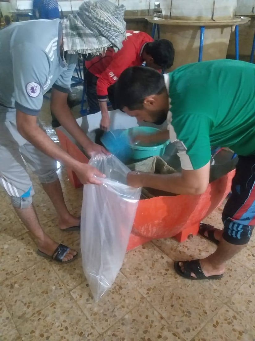 صور: إطلاق 8 ملايين “سابحة كارب” في أهوار الهدّام والعودة غربي ميسان
