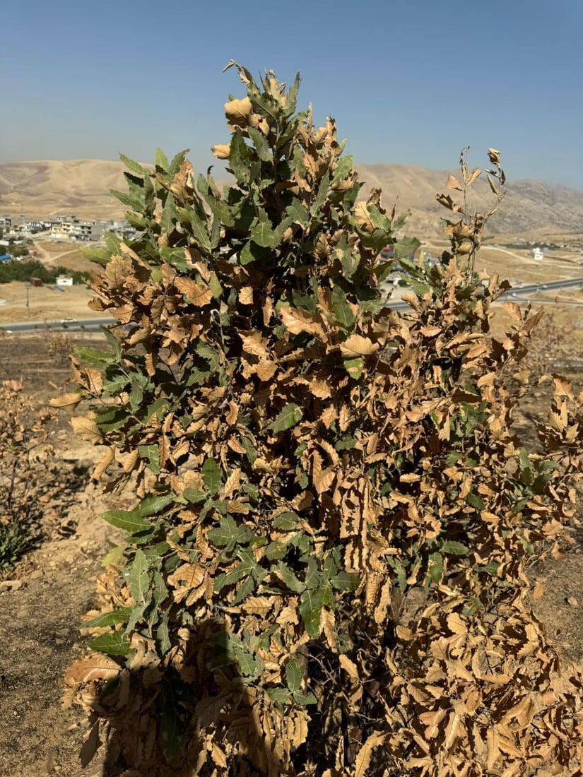 باخچە رووەکییەکەتان بیرە کە سووتا %80 بوژاوەتەوە