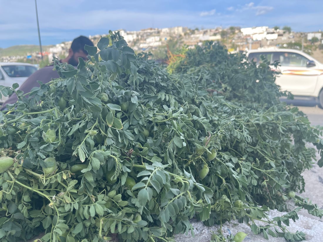 نۆبەرەی فەریکە نۆکەکەی گەرمیان لە بازاڕی سلێمانییە