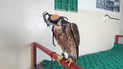 Garmiyan authorities release captured Barbary falcon back into wild, pursue legal case against captors
