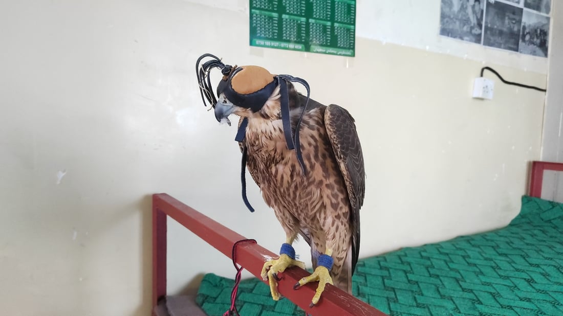 Garmiyan authorities release captured Barbary falcon back into wild, pursue legal case against captors