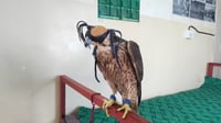 Garmiyan authorities release captured Barbary falcon back into wild, pursue legal case against capto...
