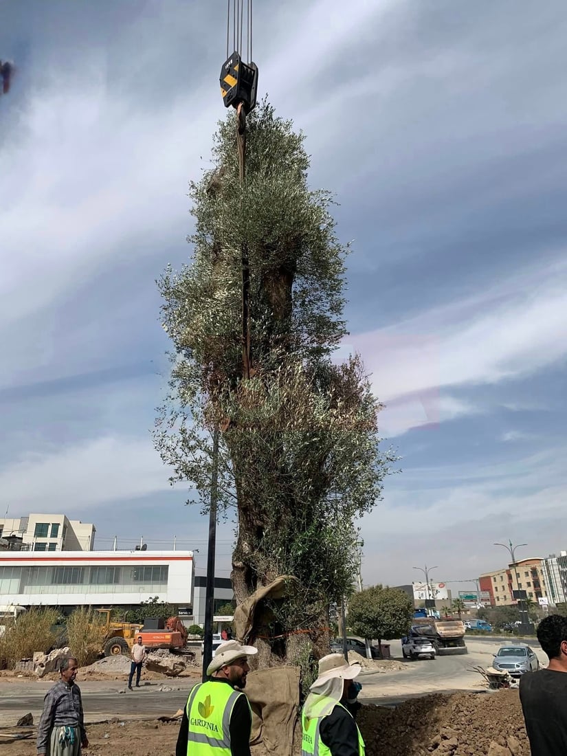 دار زەیتوونێکی تەمەن 200 ساڵ لە شەقامی مەلیک مەحمود چێندرا