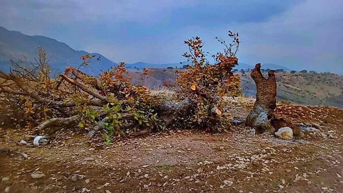 ئاگر هەناوی دار بەڕوویەکی 200 ساڵەی کرد بە خەڵوز