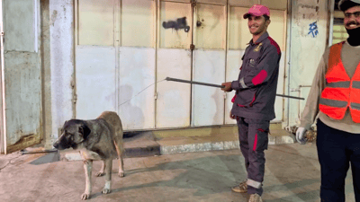 لە دوبز سەگە بێلانەكان ناكوژرێن و كۆدەكرێنەوە