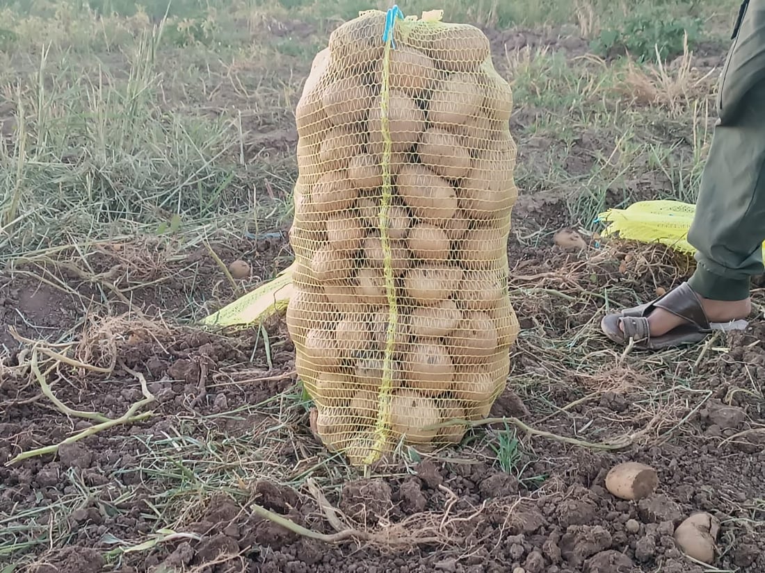 صور: ربيعة قطفت البطاطا لكنها ليست دائماً للبيع.. تجار بغداد وصلوا بسرعة