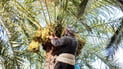 Wet winter gives Basra a big date crop that will not ripen on time