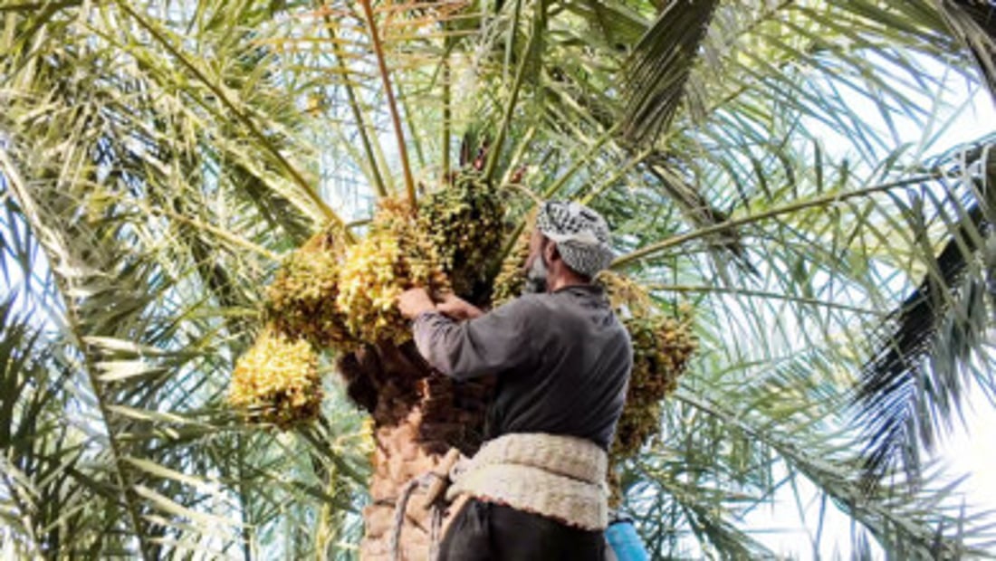 Wet winter gives Basra a big date crop that will not ripen on time