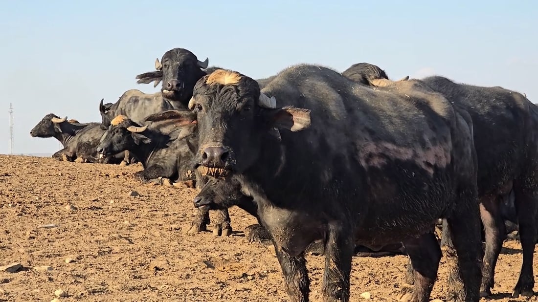 الحمى القلاعية لا تصيب الإنسان.. توضيح آخر من صحة النجف