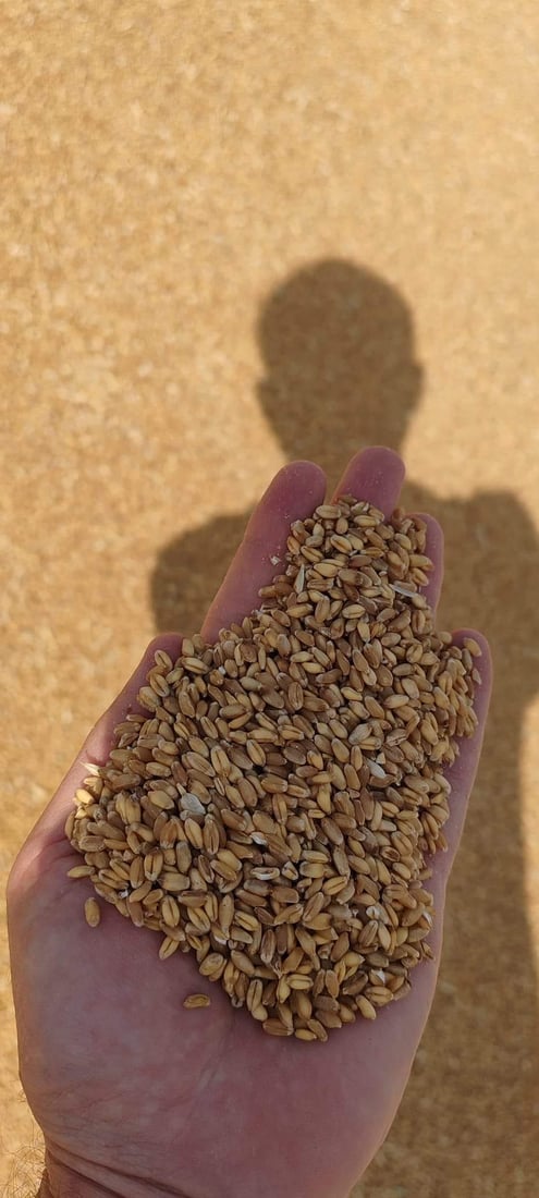 له‌ سلێمانى دوو ته‌رزى نوێى گه‌نم په‌سه‌ندكران