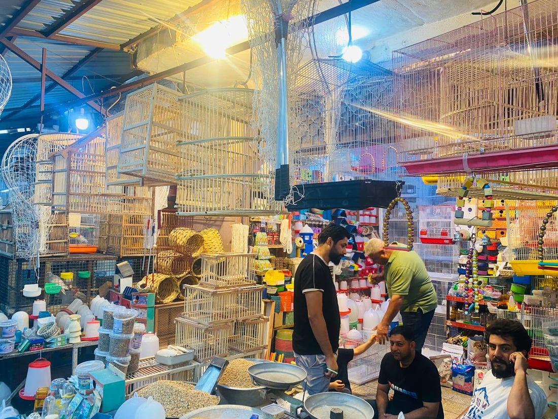 صور: حلَّ الخريف وبدأ موسم تزاوج البلابل.. سوق العمارة امتلأ بأقفاص سعف النخيل