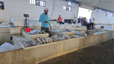 مرسى النقعة يستقبل أولى كميات سمك النويبي إيذاناً ببدء موسم البرد (صور)