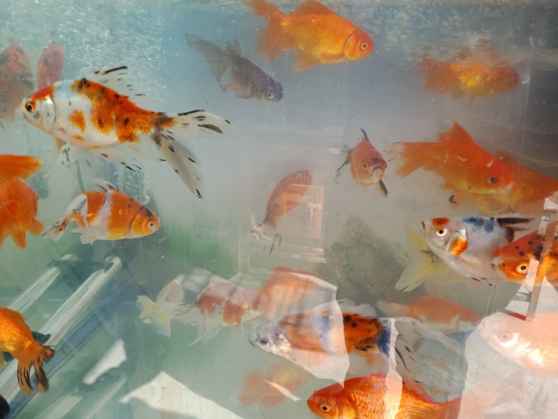 سوق الطيور في بغداد الجديدة.. نسخة من سوق الغزل وينافسه منذ السبعينات